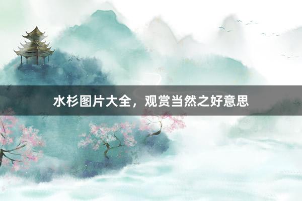水杉图片大全，观赏当然之好意思